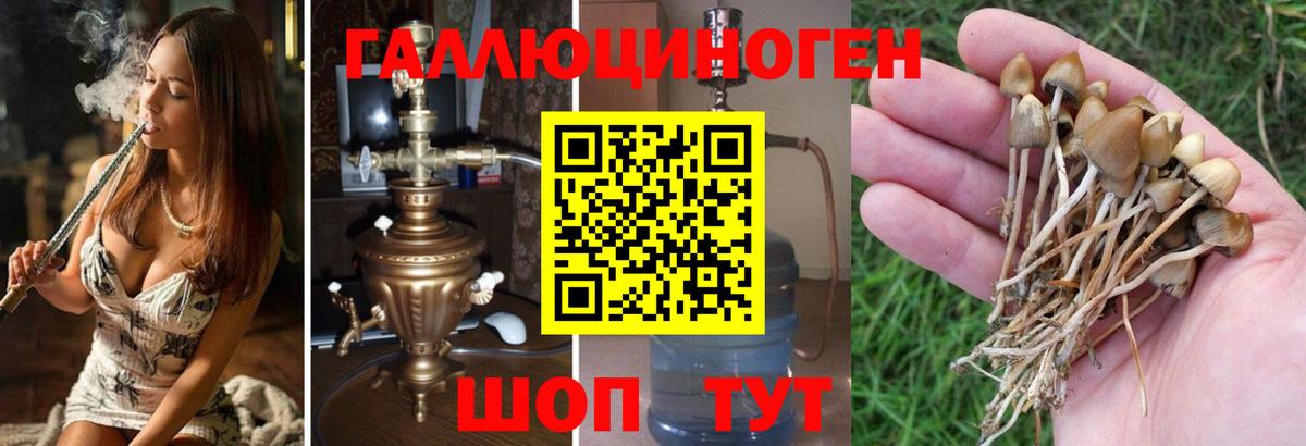 Псилоцибиновые грибы Psilocybe Ликино-Дулёво